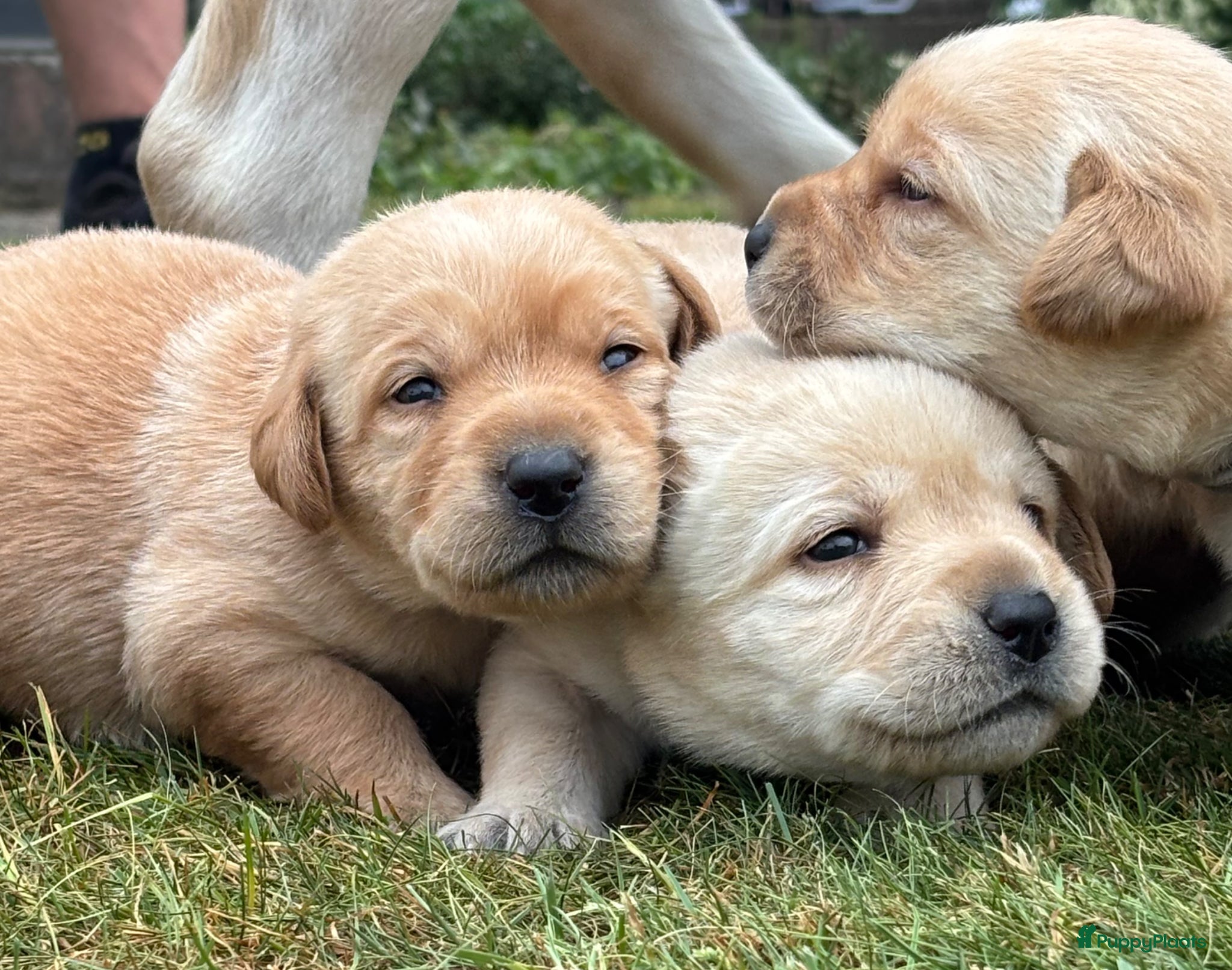 Labrador Retriever honden Prachtige Blonde Labrador Pups🐾 - Advertentie 1