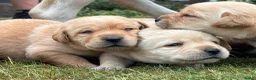 Labrador Retriever honden te koop: Prachtige Blonde Labrador Pups🐾 in Sint-Oedenrode - Advertentie 1