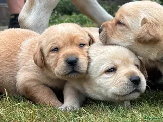 Labrador Retriever honden Prachtige Blonde Labrador Pups🐾 - Advertentie 2