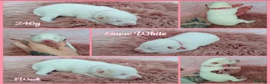 Pomsky Puppy 4 (Snow White)