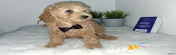 Poedel honden te koop: Poedelpups - Advertentie 5