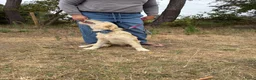 Kruising honden te koop: Mooie goldendodles! - Advertentie 5
