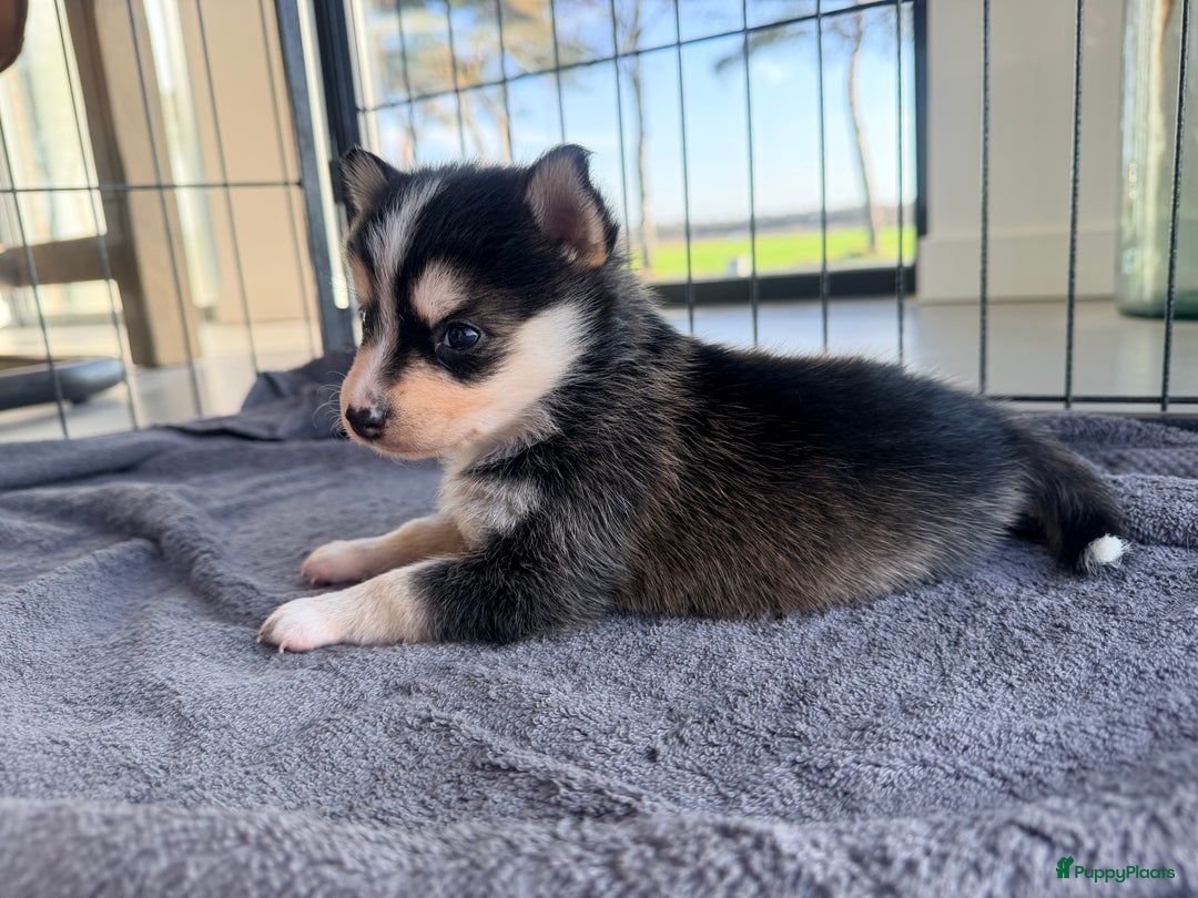 Kruising honden te koop: Prachtige Pomsky pups, in huis opgegroeid - Advertentie 4