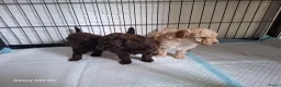 Poedel Toy honden te koop: 3 prachtige toy poedels  - Advertentie 4