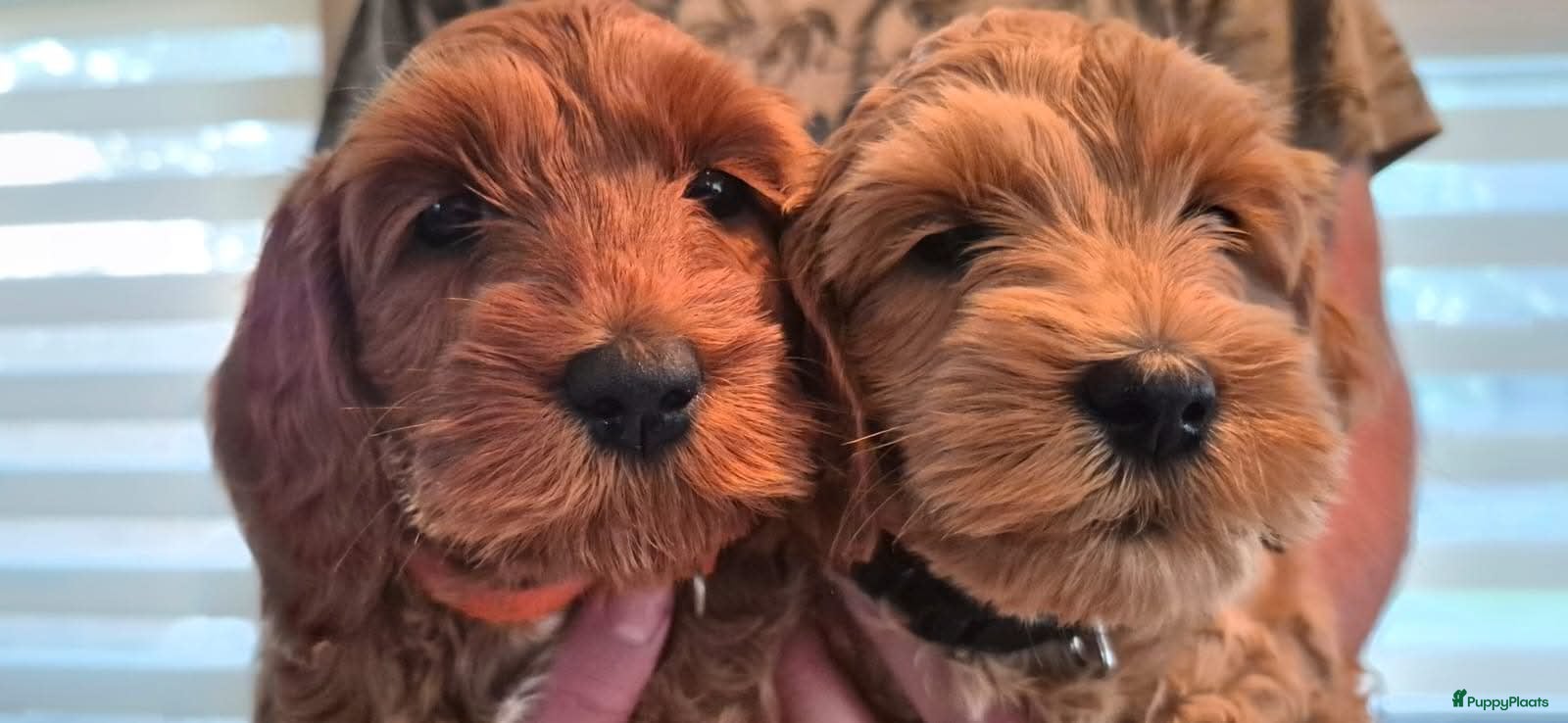 Australian Labradoodle honden pupjes beschikbaar  - Advertentie 7