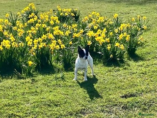 Chihuahua honden - Advertentie 19