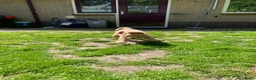 Australian Labradoodle honden te koop: Schitterende labradoodles - Advertentie 13