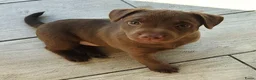 Patterdale Terrier honden te koop: raszuivere " rode " patterdale pups - Advertentie 6