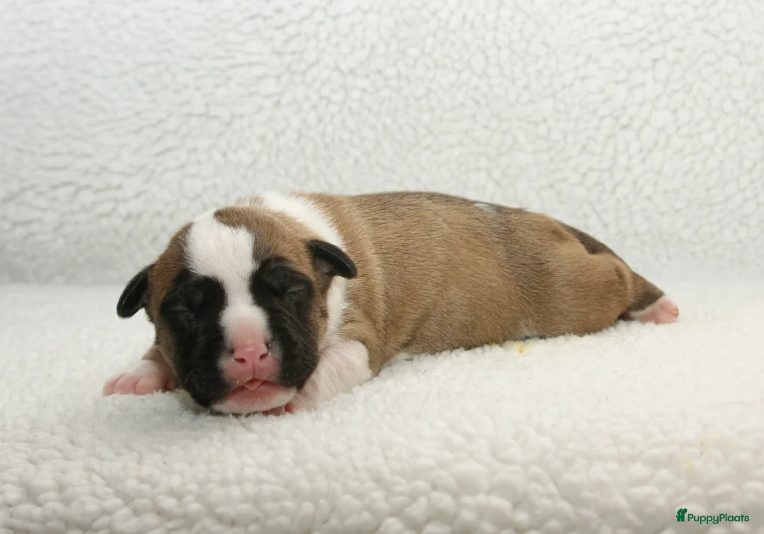 American Staffordshire Terriër honden te koop: Carmichael's nest - Advertentie 3