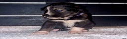 Kruising honden te koop: Kruising X Husky pups! Super mooi en leuk! - Advertentie 19