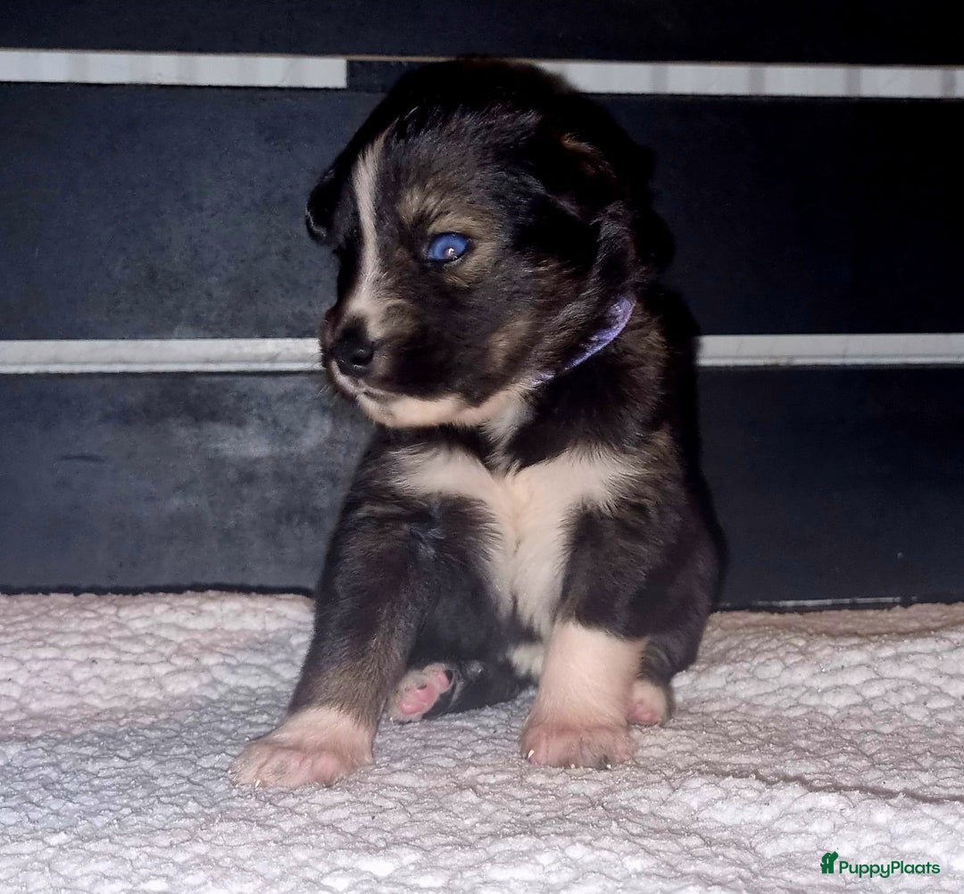 Kruising honden te koop: Kruising X Husky pups! Super mooi en leuk! - Advertentie 19