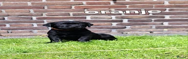 Labrador Retriever Puppy 5