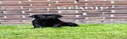 Labrador Retriever honden te koop: Labrador kruising - Advertentie 13
