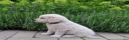 Golden Retriever honden te koop: Te koop lieve prachtige golden retriever pups - Advertentie 4