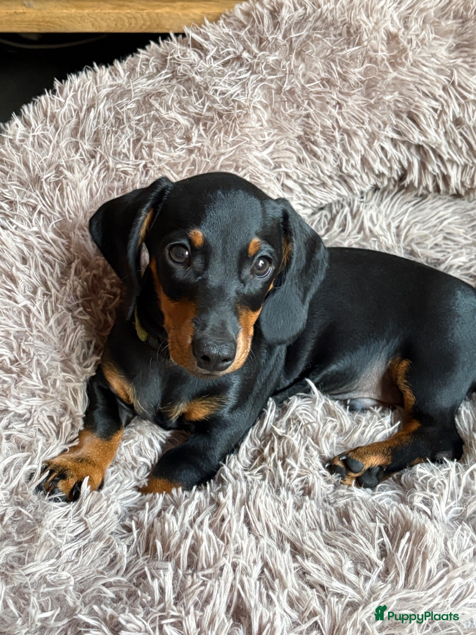 Teckel (korthaar)  honden Kortharige black and tan teckel - Advertentie 1