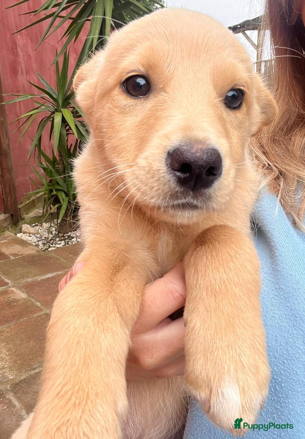 Kruising honden teddy zoekt een warm mandje   - Advertentie 2