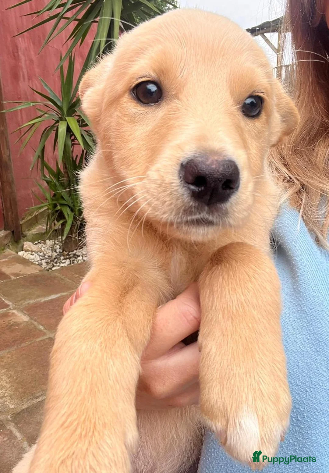 Kruising honden ter adoptie: teddy zoekt een warm mandje   - Advertentie 1