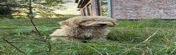 Labradoodle honden te koop: Mooie beige Labradoodle! - Advertentie 4
