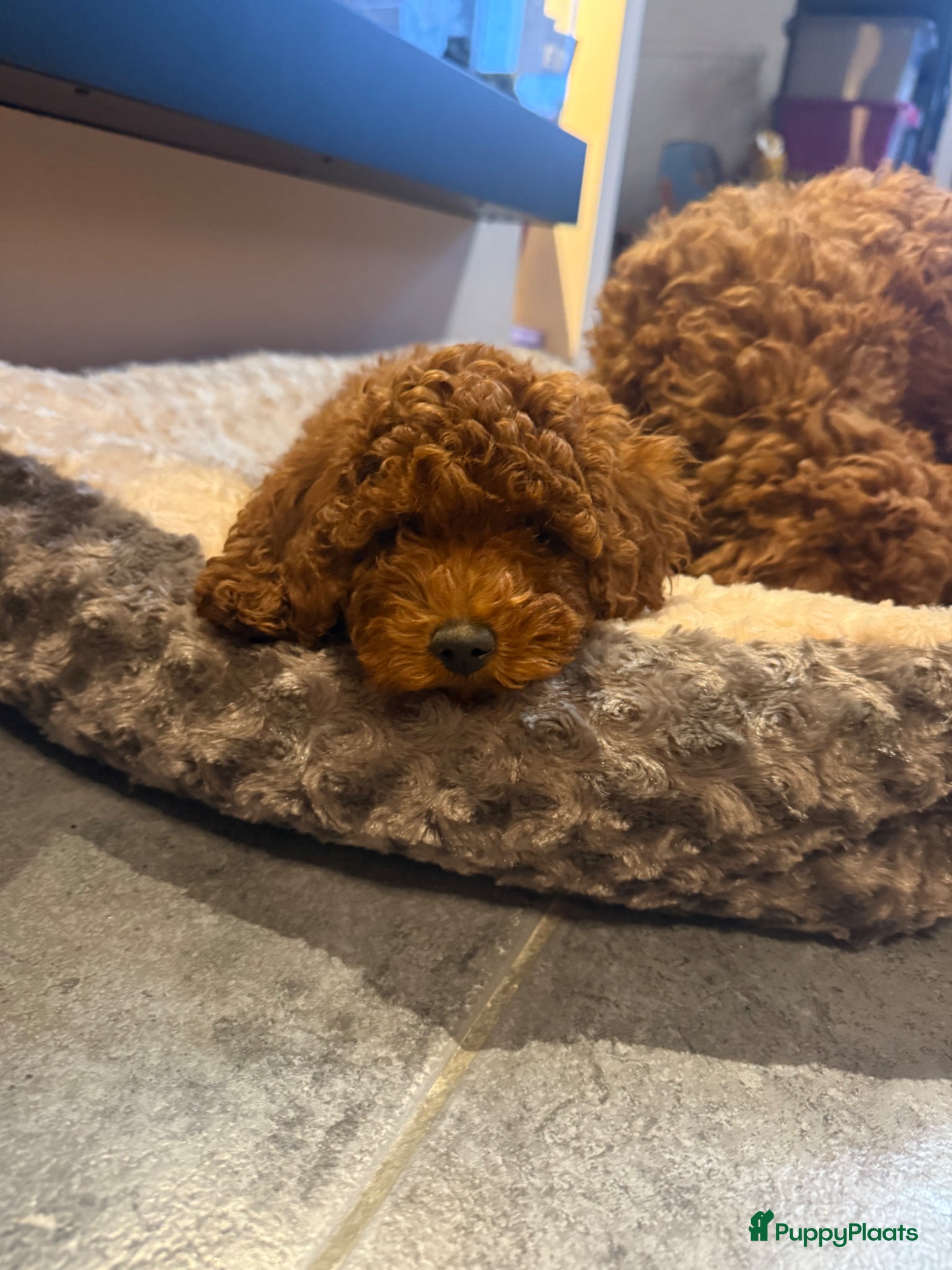 Poedel honden Rode middenslag poedel pups - Advertentie 13