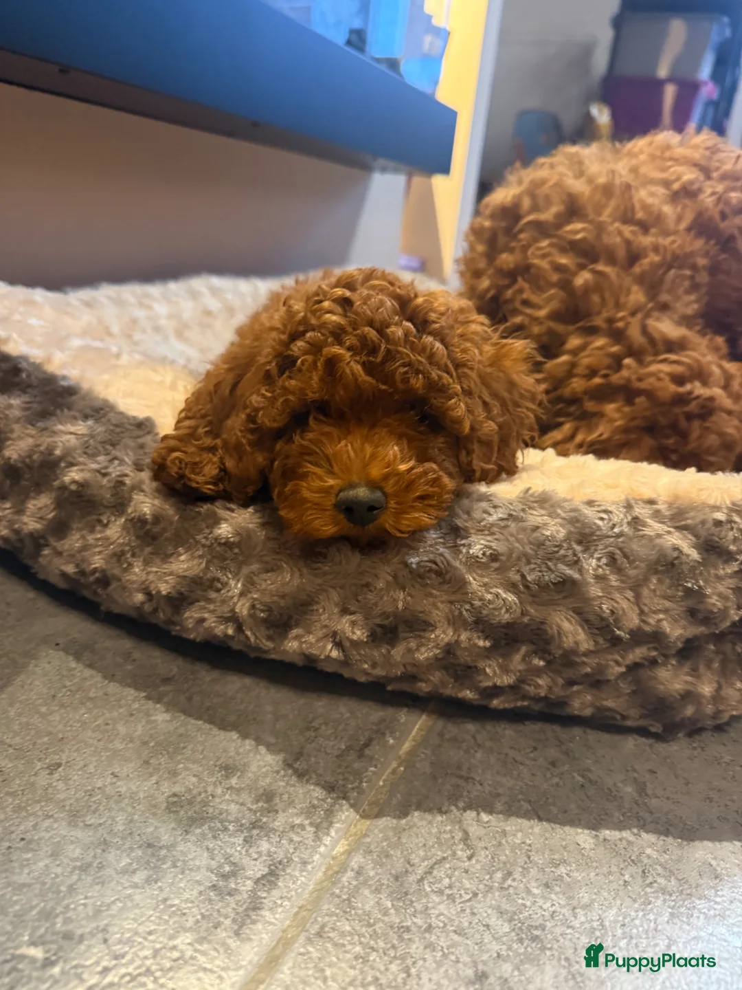 Poedel honden te koop: Rode middenslag poedel pups in Roosteren - Advertentie 1