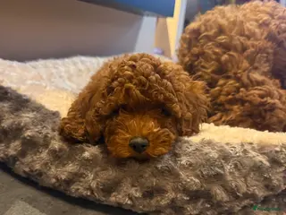 Poedel honden Rode middenslag poedel pups - Advertentie 13