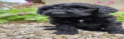 Australian Labradoodle honden te koop: Labradoodle pups - Advertentie 8