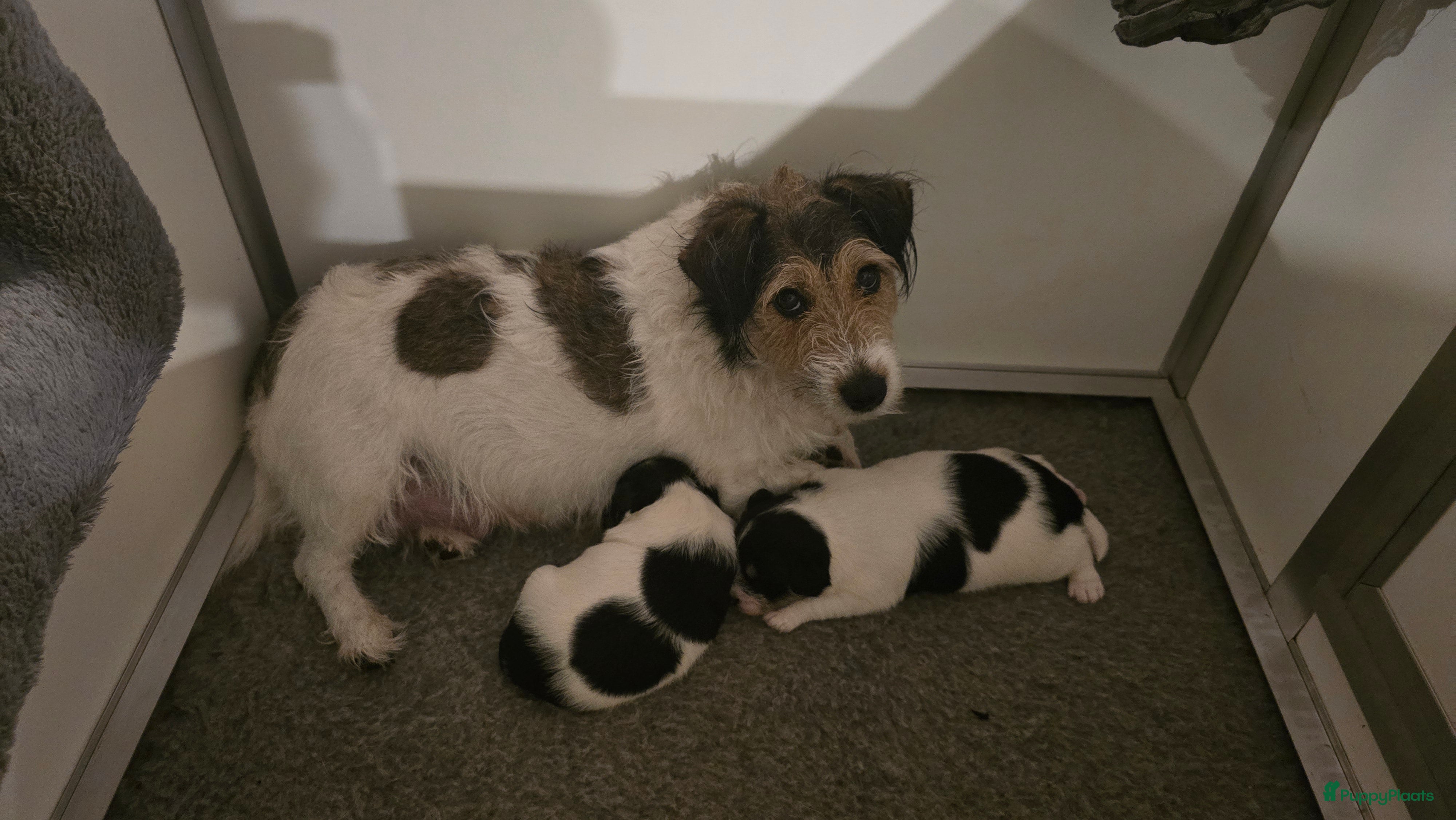 Kruising honden Ruwharige Jack Russel x Boerenfox - Advertentie 17