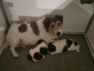 Kruising honden Ruwharige Jack Russel x Boerenfox - Advertentie 1