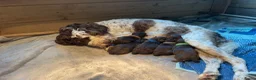 Kruising honden te koop: Chocolade medium labradoodle pups met Austr bloed - Advertentie 4
