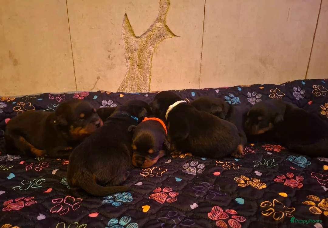 Rottweiler honden te koop: Rottweiler pups met stamboom, nog één teefje - Advertentie 4