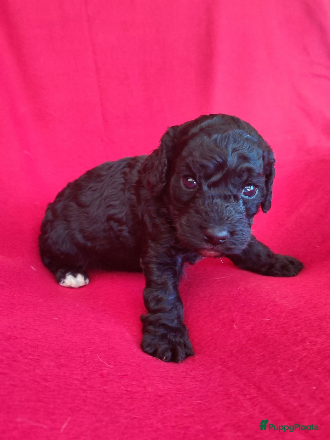 Cockapoo honden te koop: Mooi cockapoo pup reutje  - Advertentie 2