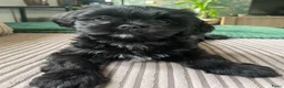 Boomer honden te koop: Blue is in blijde verwachting boomer  - Advertentie 12