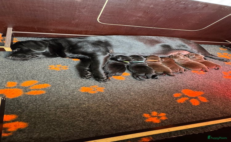 Labrador Retriever honden Bruin teefje beschikbaar  - Advertentie 3