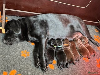 Labrador Retriever honden Bruin teefje beschikbaar - Advertentie 16