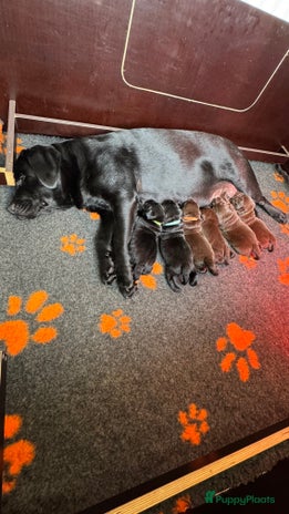 Labrador Retriever honden Bruin teefje beschikbaar - Advertentie 3