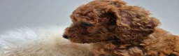 Cockapoo honden te koop: Cockapoo teefje en reutje - Advertentie 2