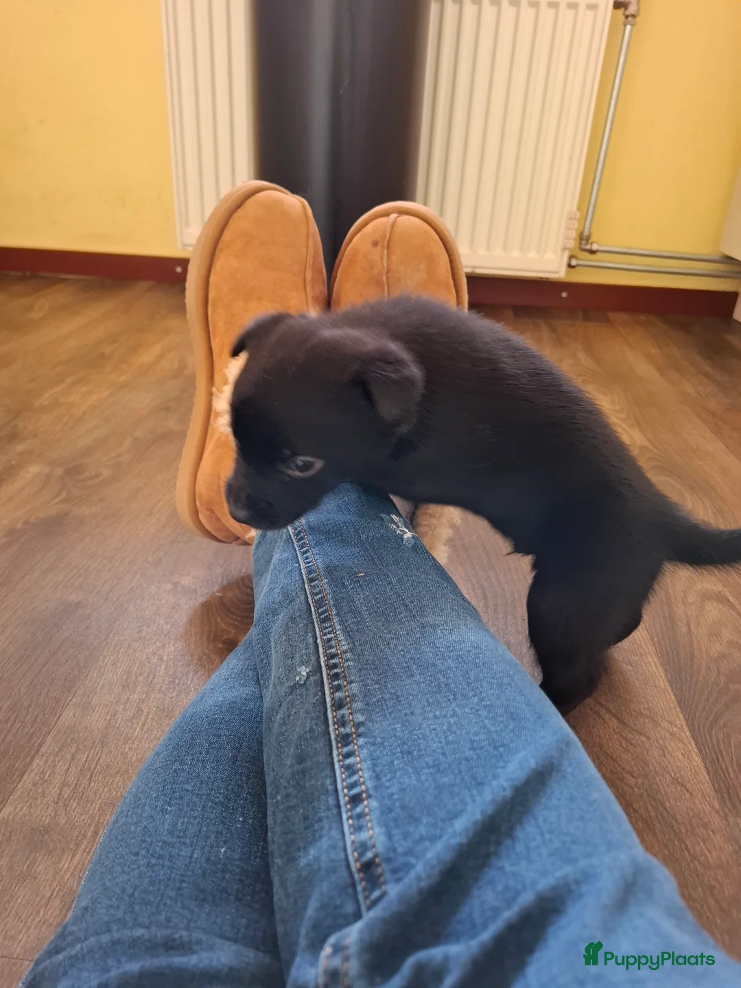 Australian Kelpie honden te koop: Mooie Australian Kelpie pups - Advertentie 13