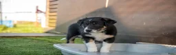 Border Collie honden te koop: Border collie Reutje met fci stamboom - Advertentie 6