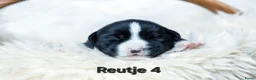 Welsh Corgi Cardigan honden te koop: Cardigan Welsh Corgi pups - Advertentie 14