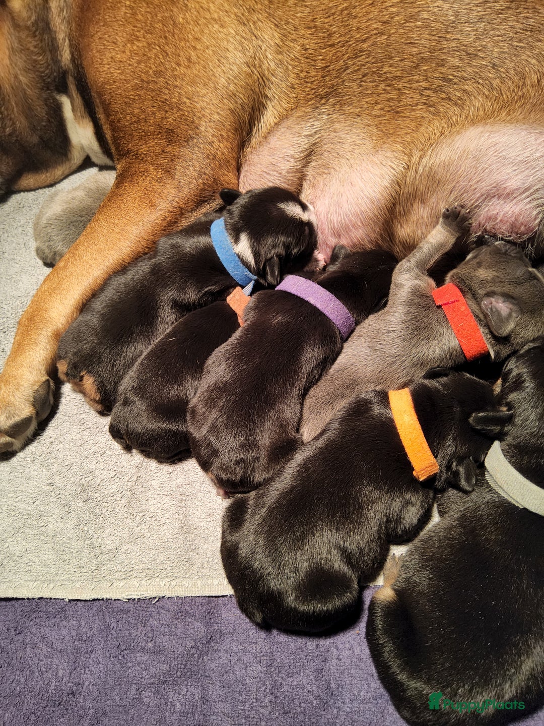 Franse Bulldog honden te koop: Fr bulldog puppy's uit geteste ouders - Advertentie 31