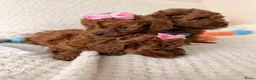 Poedel Toy honden te koop: Deze Toy Poedel pups - Advertentie 2