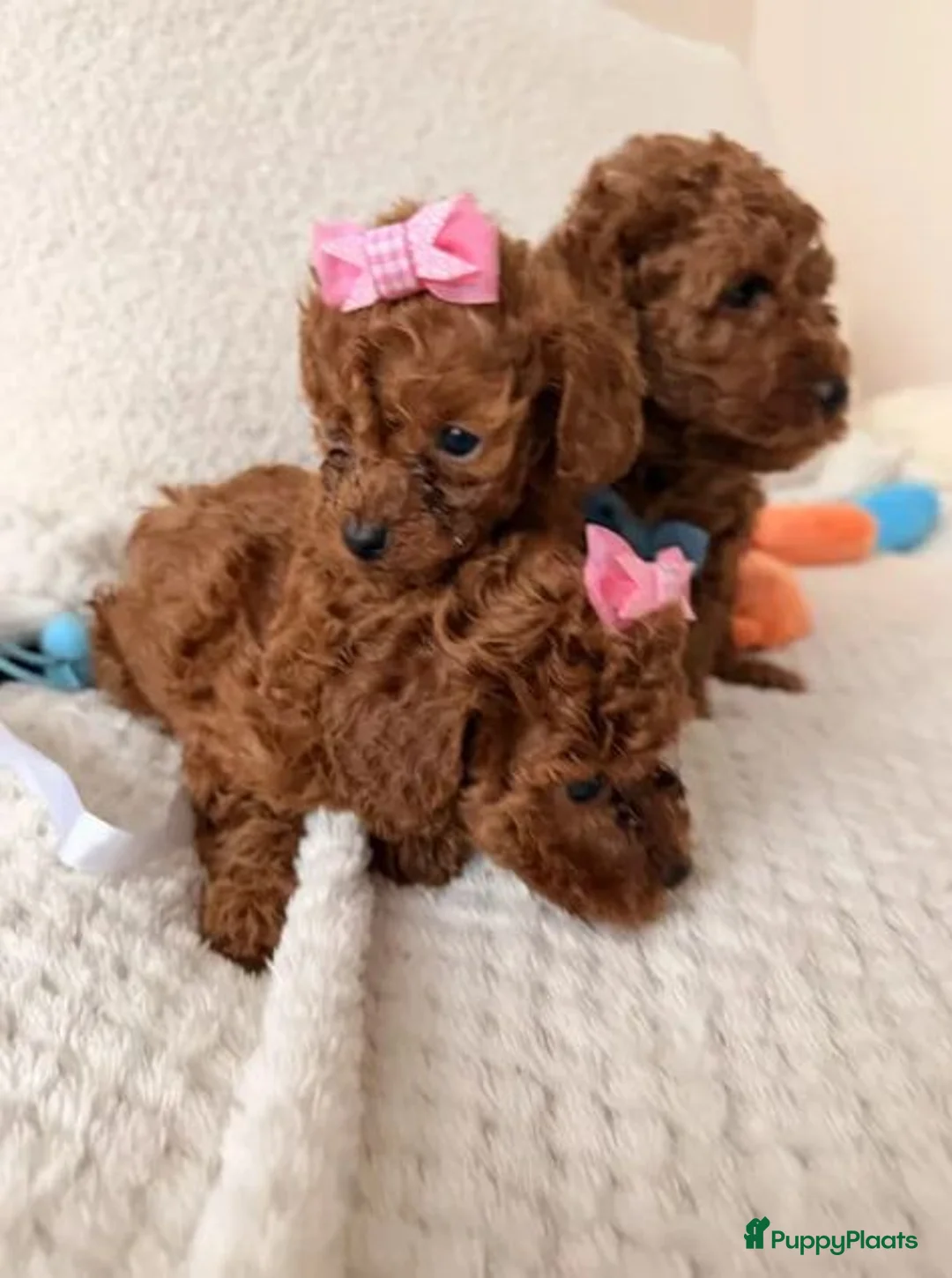 Poedel Toy honden te koop: Deze Toy Poedel pups - Advertentie 2