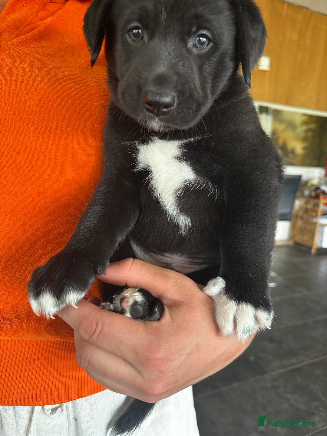 Labrador Retriever honden te koop: Borador  in Diest - Afbeelding 3
