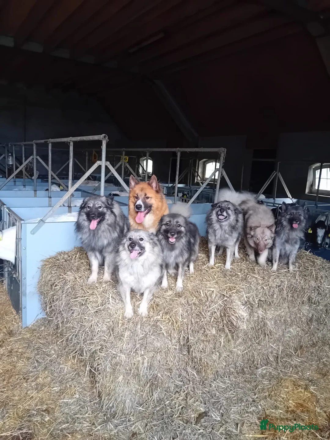 Keeshond honden te koop: Keeshond wolfsgrauw. Grijs. Blauw. - Advertentie 20