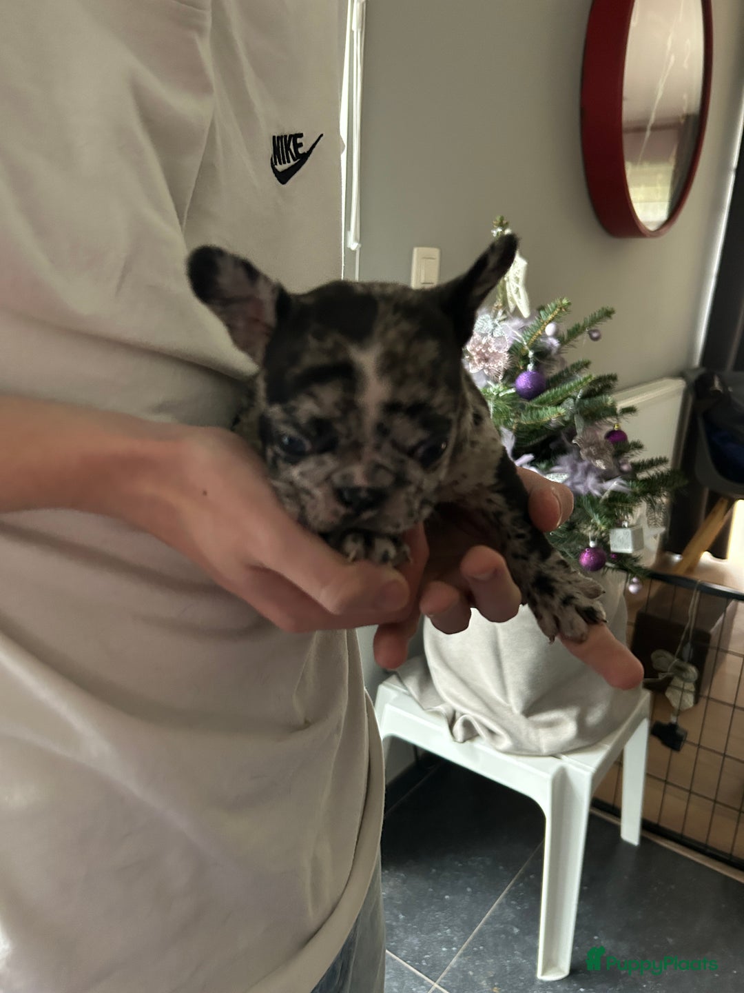Franse Bulldog honden te koop: Franse bulldog puppy’s  - Advertentie 6
