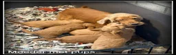 Cockapoo honden te koop: Cockapoo pup teefjes - Advertentie 14