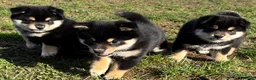Shiba honden te koop: Shiba reutjes black and tan - Advertentie 8