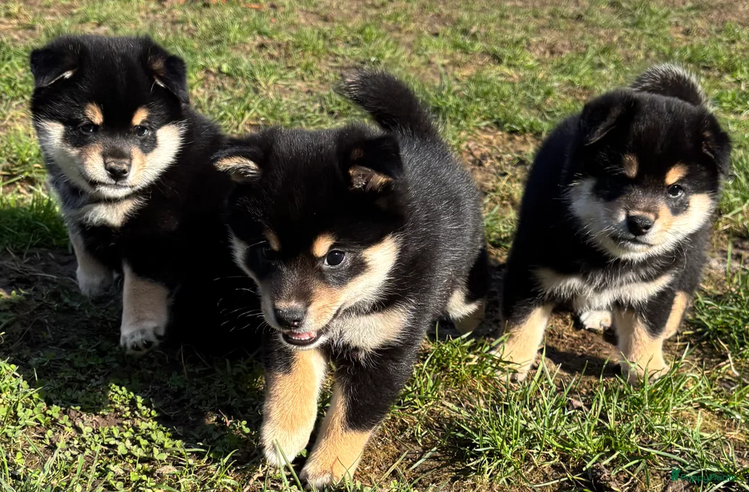 Shiba honden te koop: Shiba reutjes black and tan - Advertentie 8
