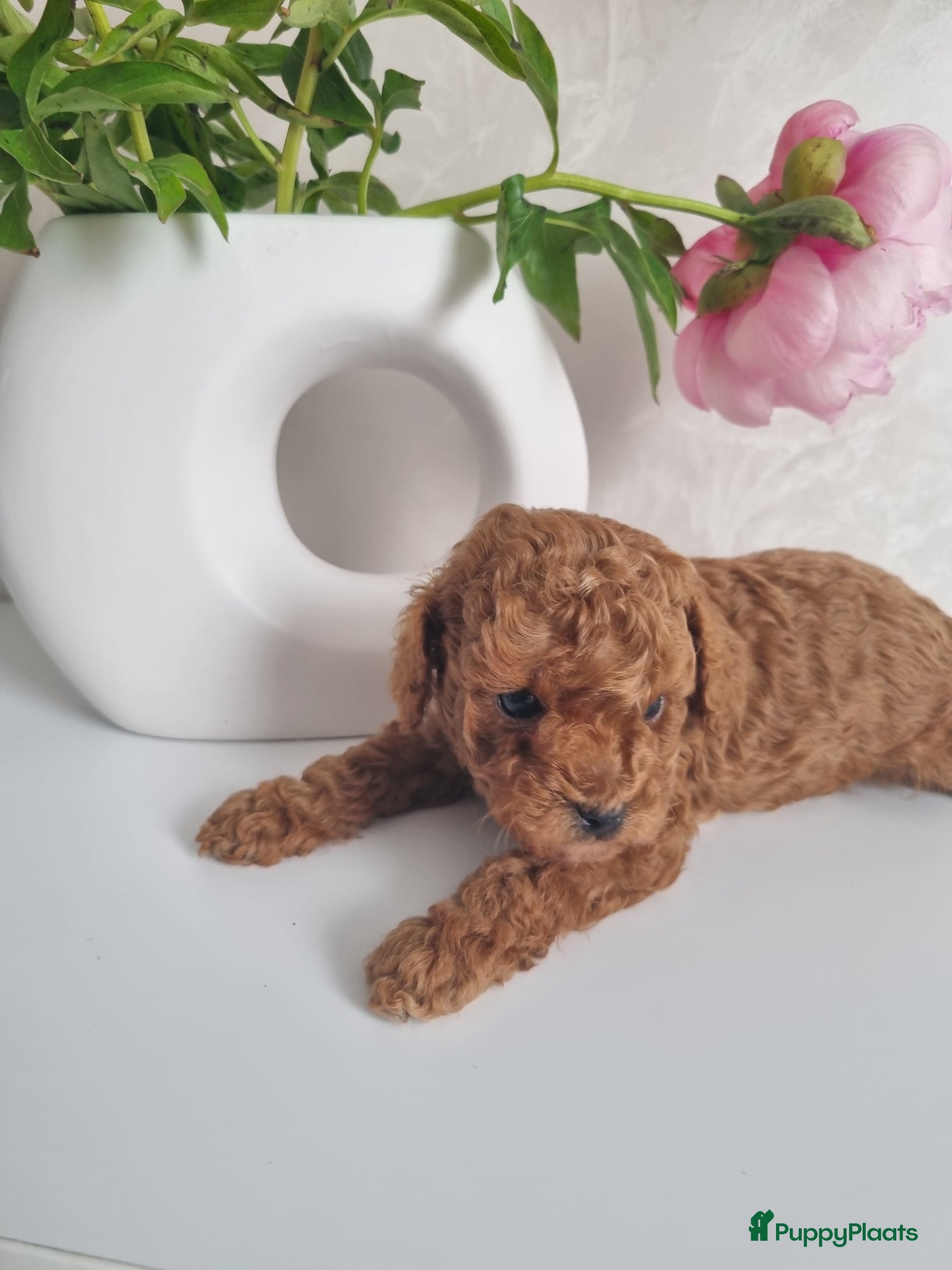 Poedel Toy honden Toy poedel pups - Advertentie 1