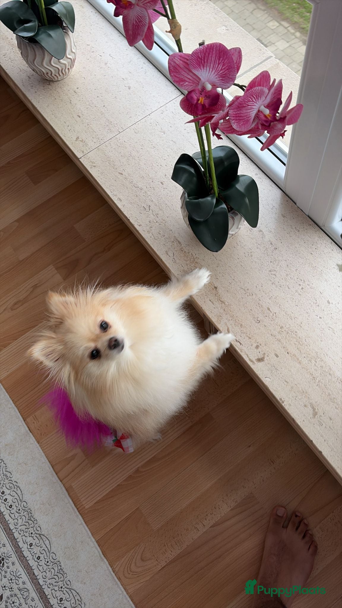 Pomeriaan honden Schattige puppy’s zoeken een nieuw thuis 🐶 - Advertentie 3